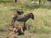 Donkeys at Custer SP